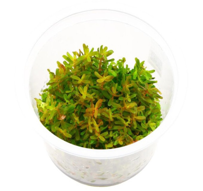 Ротала Vietnam H'RA (меристемное растение)